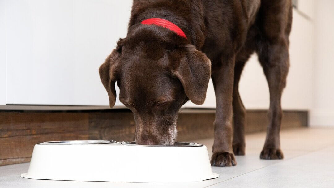 Feeding my dog clearance chocolate